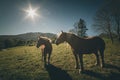 Mare and foal in the Pyrennes mountains Royalty Free Stock Photo