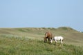 Mare and Foal Quarter Horse Royalty Free Stock Photo