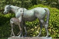 Mare and Foal, Royal Botanic Garden Sydney Royalty Free Stock Photo