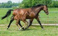 Mare and foal running