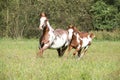Mare with foal running in freedom Royalty Free Stock Photo