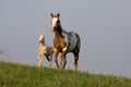 Mare with foal running Royalty Free Stock Photo