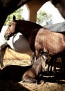 Mare with foal standing in the barn Royalty Free Stock Photo