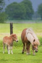 Mare with foal standing in a meadow Royalty Free Stock Photo