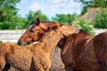 Mare and foal standing and scratching each other\'s back in the paddock on a sunny day