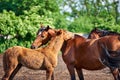 Mare and foal standing and scratching each other\'s back in the paddock on a sunny day