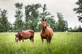 Horse family grazing on pasture at ranch Royalty Free Stock Photo