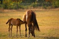 Mare and Foal together in meadow. Nature background. Soft focus Royalty Free Stock Photo