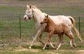 Mare & Foal Trotting Royalty Free Stock Photo