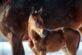 Mare with foal