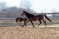 Mare with foal