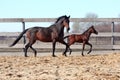 Mare with foal