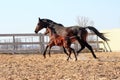 Mare with foal