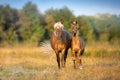 Mare with foal walk Royalty Free Stock Photo