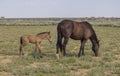 Wild Horse Mare and Foal in the Wyoming Desert in Summer