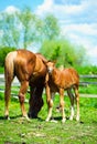 mare and foall in a meadow Royalty Free Stock Photo