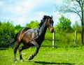 mare and foall in a meadow Royalty Free Stock Photo