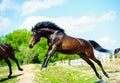 mare and foall in a meadow Royalty Free Stock Photo