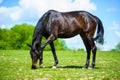 mare and foall in a meadow Royalty Free Stock Photo