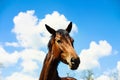 mare and foall in a meadow Royalty Free Stock Photo