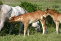 Mare and Foals Royalty Free Stock Photo