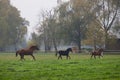 Running herd of horses in autumnal landscape Royalty Free Stock Photo