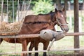 Mare foals are taking care of it Royalty Free Stock Photo