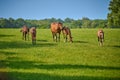 A mare and four foals walking in a field Royalty Free Stock Photo