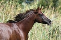 Mare galloping in a meadow summertime Royalty Free Stock Photo