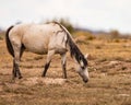 Pregnant wild horse grazing among the prairie dog mounds