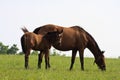 Mare and Her Colt Royalty Free Stock Photo