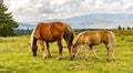 A Mare and a Colt Grazing in a Meadow Royalty Free Stock Photo