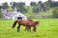 Mare with her colt on pastures of horse farms. Royalty Free Stock Photo