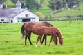 Mare with her colt on pastures of horse farms.