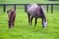 Mare with her colt on pastures of horse farms. Royalty Free Stock Photo