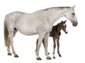 Mare and her foal, 14 years old and 20 days old