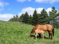 Mare and her foal