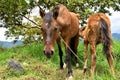 Mare and Her Foal Royalty Free Stock Photo