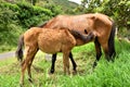 Mare and Her Foal Royalty Free Stock Photo