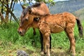 Mare and Her Foal Royalty Free Stock Photo