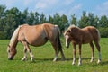 Mare and her foal grazing in a meadow Royalty Free Stock Photo