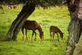 Mare and Her Foal Royalty Free Stock Photo