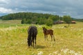 Mare with her foal in a green sunny summer pasture Royalty Free Stock Photo
