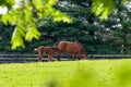 Mare with her foal at horse farm. Royalty Free Stock Photo