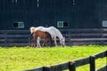 Mare with her foal at horse farm. Royalty Free Stock Photo