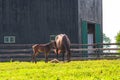 Mare with her foal at horse farm. Royalty Free Stock Photo