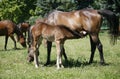 Mare and her foal in meadow Royalty Free Stock Photo