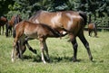 Mare and her foal in meadow