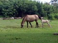 A mare and her foal Royalty Free Stock Photo