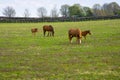 Mare with her foal on pastures of horse farm.  Spring country landscape Royalty Free Stock Photo